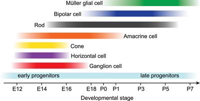 Müller Glia in Retinal Development: From Specification to Circuit Integration